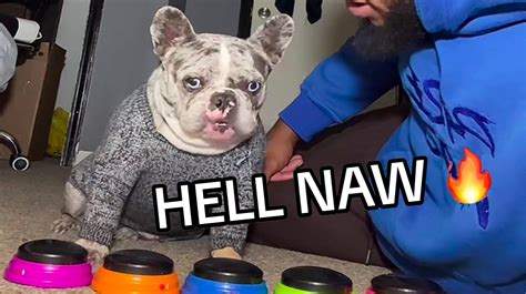 hell to the naw gif|dog saying he hell naw.